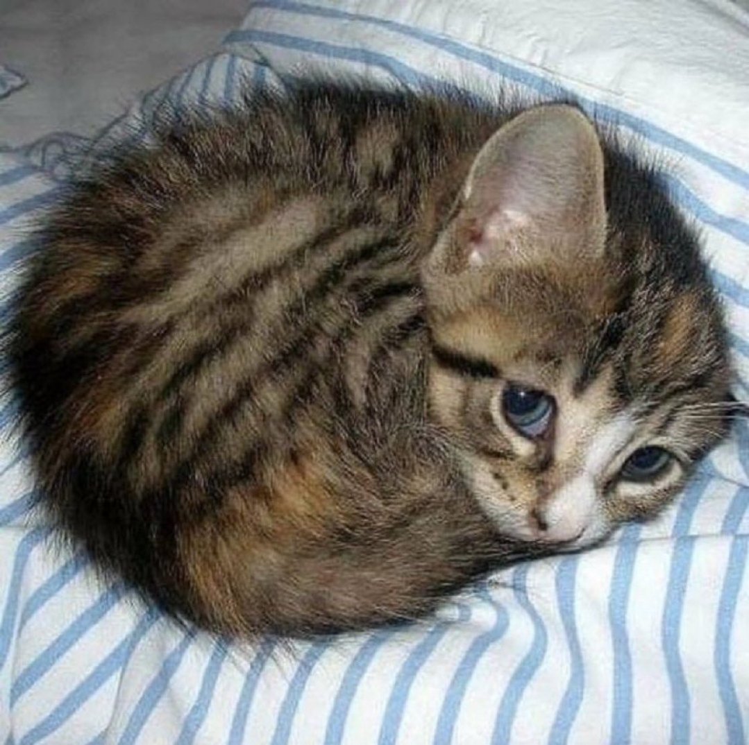 Curled up