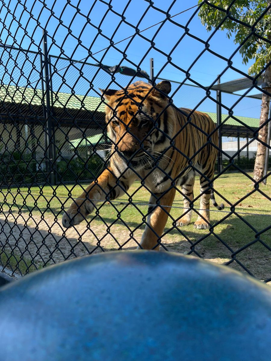 ForTigersOrg's tweet image. Early holiday presents for the tigers of Tiger World and the former Tiger Temple tigers now living at government facilities in Thailand! 🔵🐅