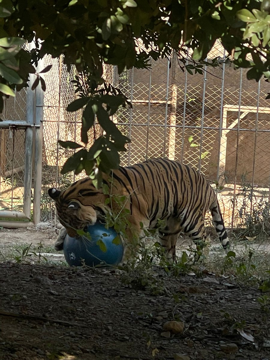 ForTigersOrg's tweet image. Early holiday presents for the tigers of Tiger World and the former Tiger Temple tigers now living at government facilities in Thailand! 🔵🐅