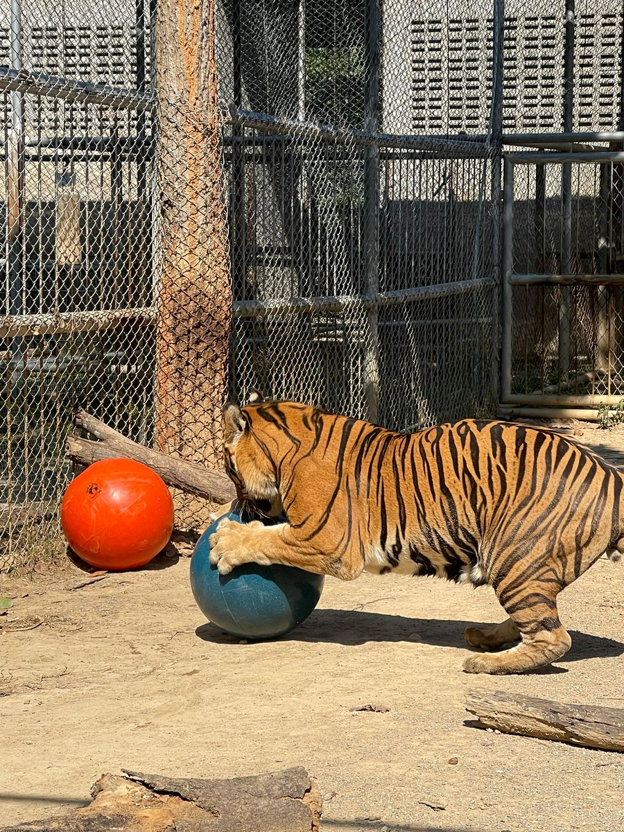 ForTigersOrg's tweet image. Early holiday presents for the tigers of Tiger World and the former Tiger Temple tigers now living at government facilities in Thailand! 🔵🐅