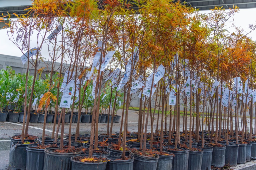 greenscapeofjax's tweet photo. Our annual Great Tree Giveaway is only ONE MONTH away! Join us Saturday January 18th from 9:00am - 1:00pm in Lot E of the Everbank Field to celebrate Florida's Arbor Day with Greenscape and Keep Jacksonville Beautiful! https://t.co/yriNW5Zxmr