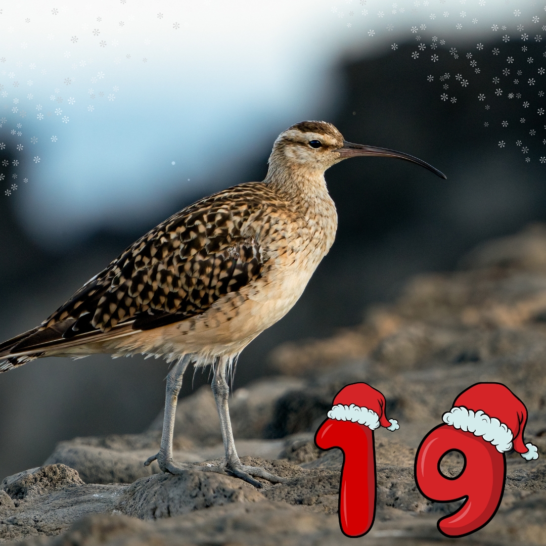 On the 19th day of our #CurlewAdvent, we have Bristle-thighed Curlew in Hawaii, really showing off those bristles! Photographed by Malama Kioea.