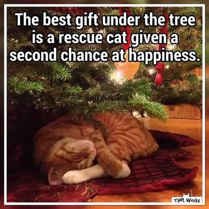 The Gogh Cat Gang RIP Vinny 🌈 tweet media