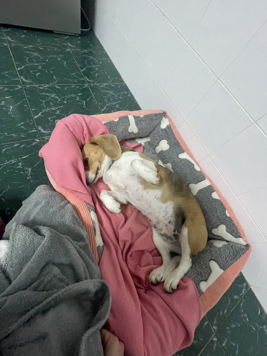 cortipvv's tweet photo. o amorzinho da sua mamae https://t.co/AjNjuR791r