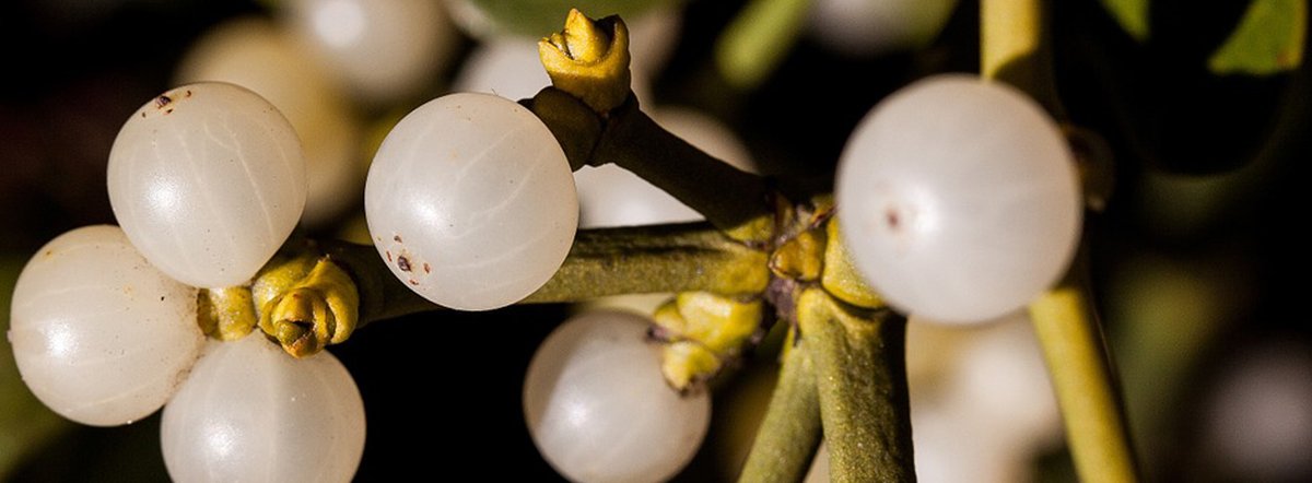 NhuBretagne's tweet image. ✅ Au gui l'an neuf …
Le #gui, sans doute la plante la plus importante chez les Celtes
nhu.bzh/le-gui-plante-…