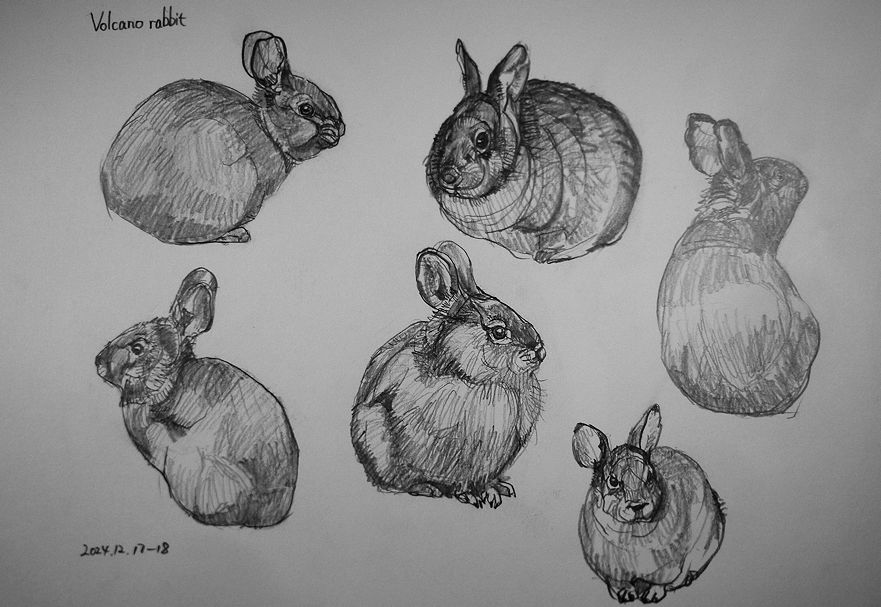 haiiromizunagi's tweet photo. いつもの所ⅠとⅡで #メキシコウサギ #VolcanoRabbit #Rabbit #Romerolagus を #大人の鉛筆 で #スケッチ #ドローイング。昨日の頁の余白に、東山動物園にもいる小さな #ウサギ を4ポーズ追加。この投稿では、写真の失敗で白く飛んでしまったが、右に描いた後ろ姿が、結構気に入っていて可愛いと思う‥ https://t.co/GHAAyTsRRf