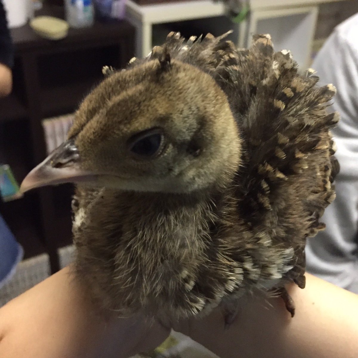KU_peacock's tweet photo. クジャクは雛でも羽を広げるみたい https://t.co/1BsUpM1CHx