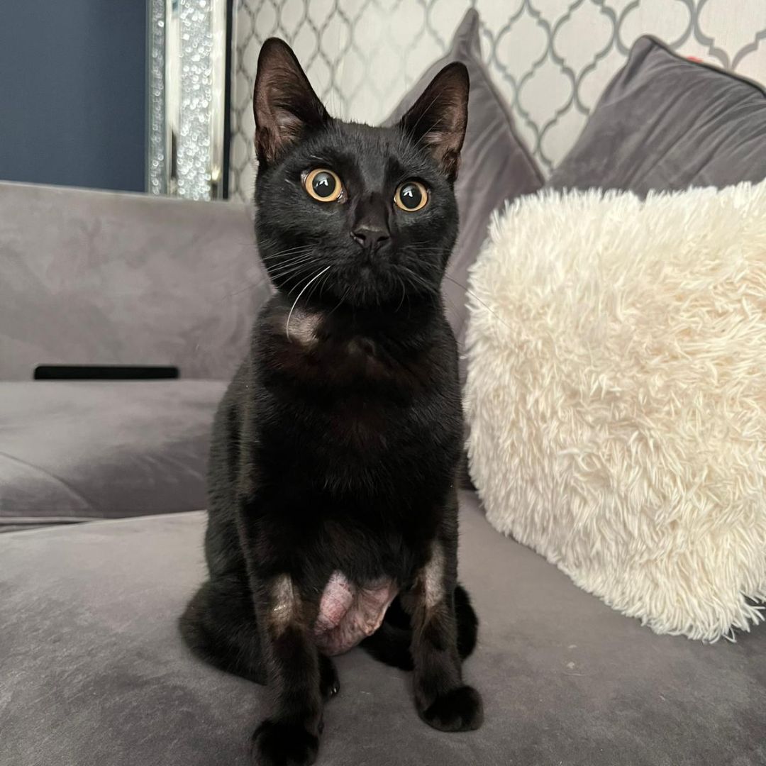 PDSA_HQ's tweet photo. Six-month-old Bear nearly died after wolfing down some string from the #Christmas beef packaging 🙀

Thankfully, his high-risk surgery at our #Middlesbrough Pet Hospital went well, and Bear has now made a full recovery.

Donate to #SaveAStar like Bear: https://t.co/aJZpAgaqU3 https://t.co/Fale4VLcfU