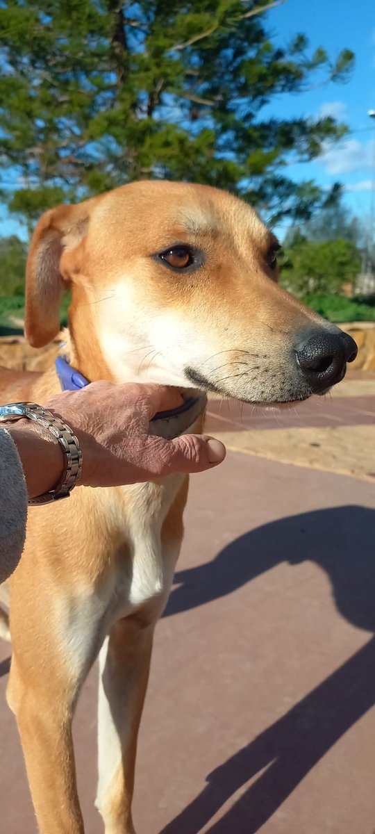 RianneLemij's tweet photo. #dogspam #adoptiehondje #podenco #ouRdoggy https://t.co/SuABEE712H