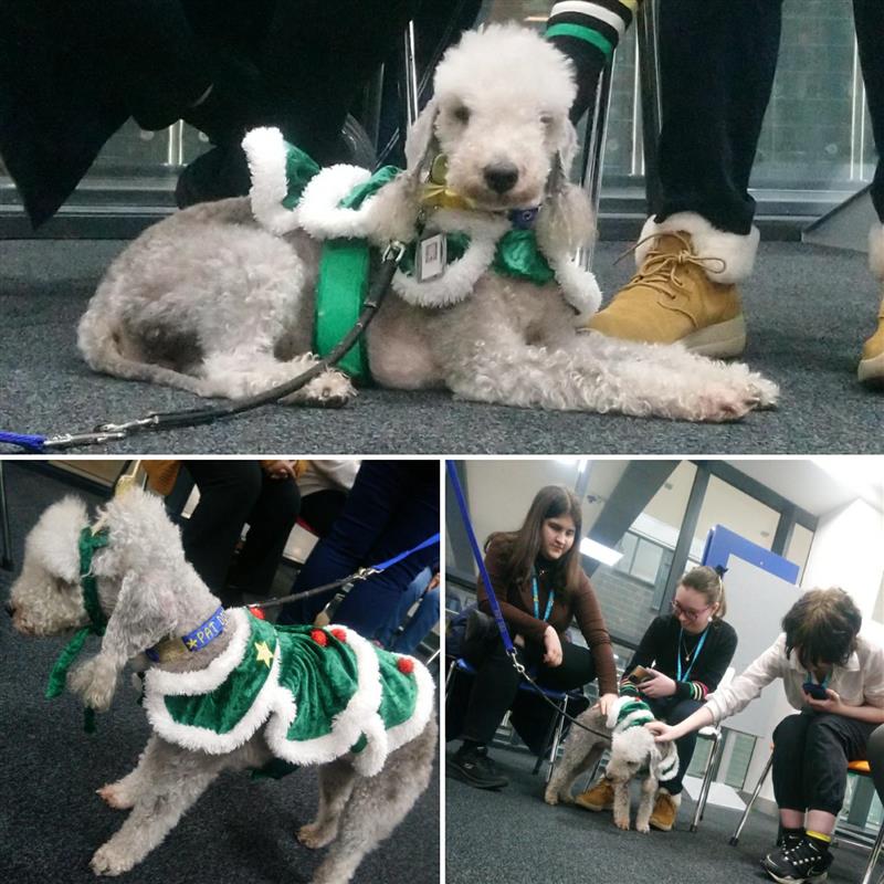 KC_LRC's tweet photo. @kirkleescollege students have enjoyed furry festive visits from @petsastherapy_uk this week. Volunteers visited our Huddersfield and Springfield LRCs.
Mouse was very festive in her christmas outfit and enjoyed getting lots of cuddles and strokes from our students. 🎄🐶🎄🐶🎄 https://t.co/OrxS5WBYyJ