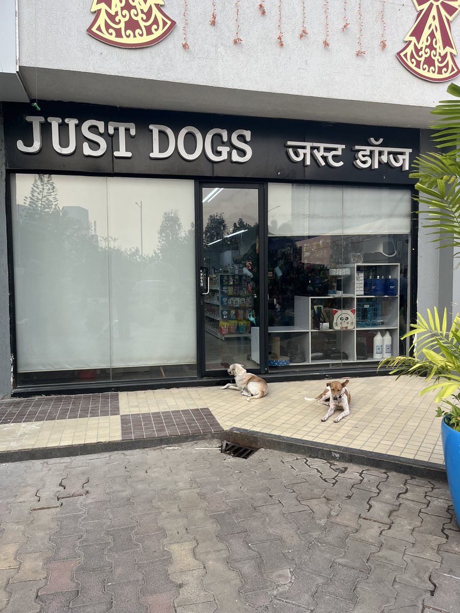 SubhashLather's tweet image. नाम को परिभाषित करती एक तस्वीर 
#justdogs