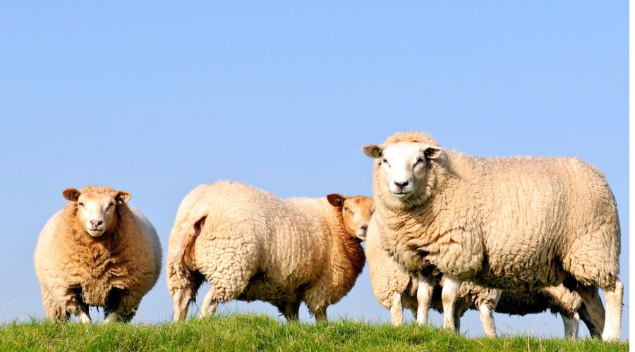 FarmersGuide's tweet image. Another dog attack on livestock happened in Suffolk in the space of just two weeks, seeing three sheep being killed by out-of-control dogs. 

farmersguide.co.uk/livestock/shee…

 #Suffolk #DogOwners #Sheep #DogAttack #BritishLivestock #LongMelford
