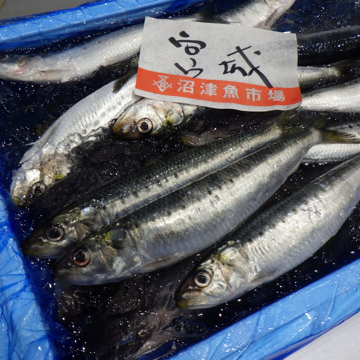 kirin4129's tweet photo. 今朝は、『鰯の丸煮』用の真鰯を仕入れました　
#沼津港 #お歳暮 #いわし
#鰯 #イワシ #お取り寄せグルメ

🥰🐟🥰🐟🥰🐟🥰🐟🥰🐟🥰

This morning,got sardines at Numazu whole fish market!
#sardine
#japanesefood #japanesechef #sardines
#japaneserestaurant #japanrestaurant
#englishavailable https://t.co/XiYLb3LgJn