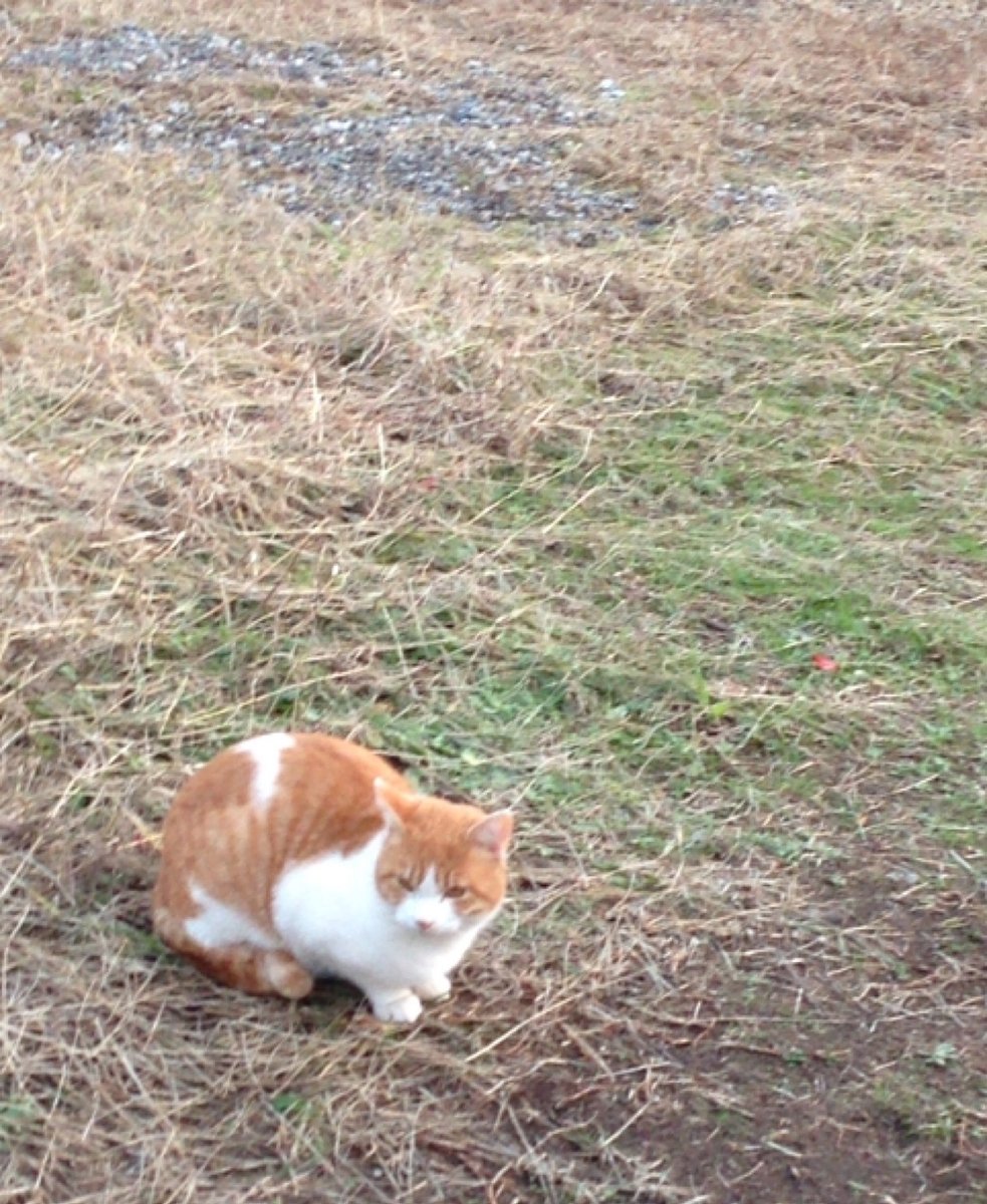 【存在しない自機の師匠】
あと上にのせた地元の野良猫
方言は変換つかいました 