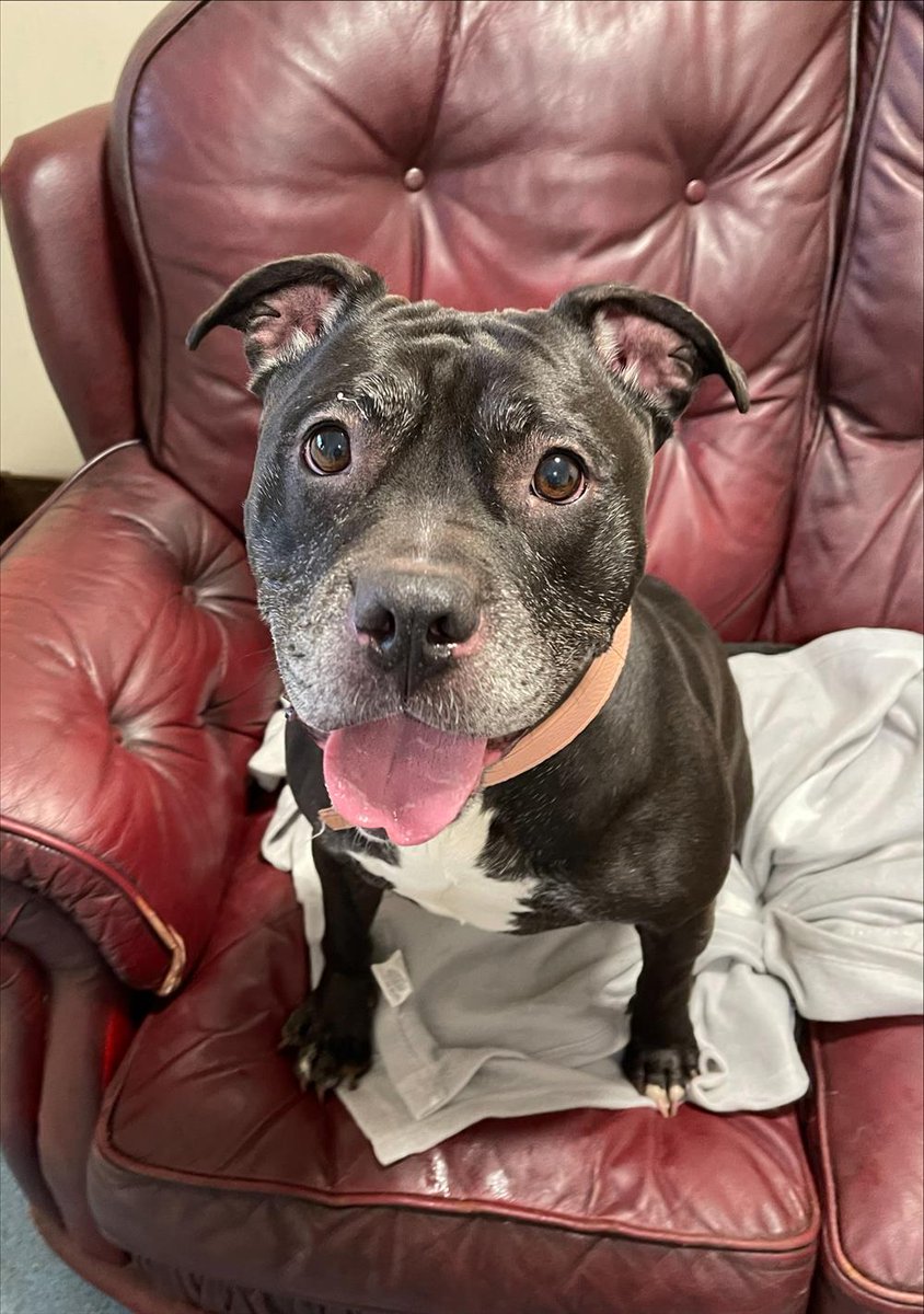 AdoptionsUk's tweet photo. Please retweet to help Nova find a home #LANCASHIRE #UK -Available or adoption, registered British charity✅
Details or apply for Nova below 👇
https://t.co/ivIeplBvel
This lovely girl is Nova. She is a 3 and a half year old staffie cross. She came in to Bleakholt because her owner was unable to take care of her due to circumstances beyond their control. Nova hasn’t been given the best start in life and seems to have been passed around a lot. We want to change that and find her a forever home where she can feel safe, secure and loved. With us having limited information we are looking for a pet free home. She could possibly be re-homed to a family with teenagers, alternatively she would make a great companion to a single person or a couple. She can be strong on the lead but soon settles during her walks and has been ok when seeing other dogs when out and about. If you feel you could offer Nova a new home, please fill in the online application in the link above.
**Nova can be seen on our viewing kennels**- Bleakholt Animal Sanctuary
#Staffy #Staffie #adoptdontshop #Preston #Blackpool #England #dogs #dog