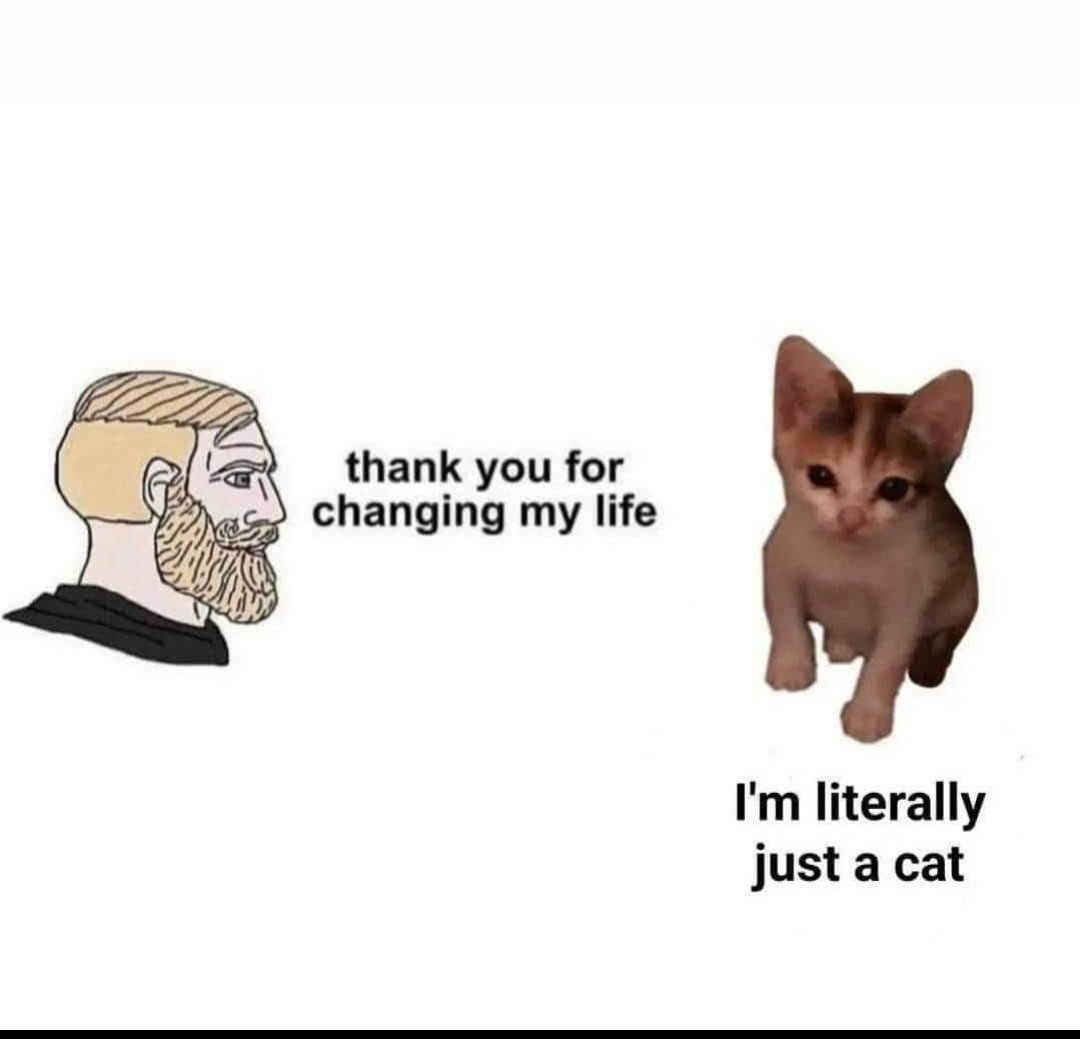 MokiDigitalCat's tweet photo. My fans and me https://t.co/x3RxPF7LJ1