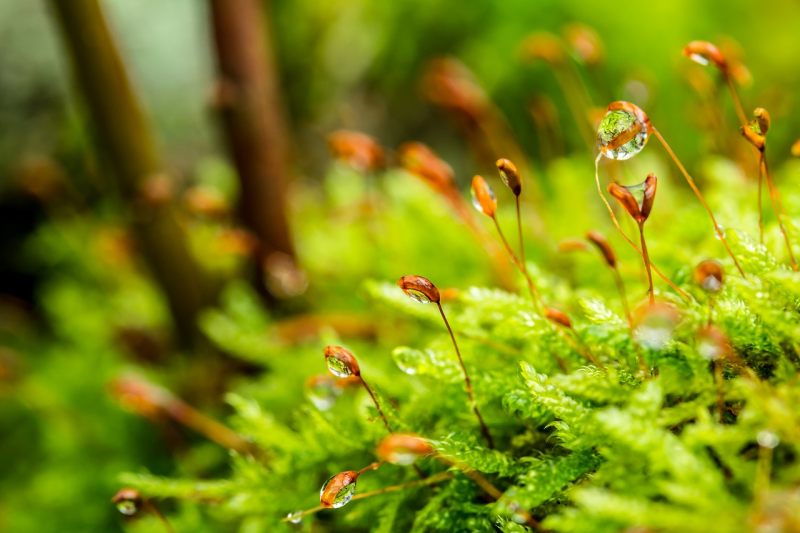 EINAunizar's tweet photo. Hoy en #miercolesdemedioambiente, os traemos esta información tan interesante: "Qué son los musgos y cuáles son sus funciones en la naturaleza"
https://t.co/RbHjkDnqsY
#medioambiente #naturaleza #biología #ecología #plantas #musgos
Retweet de @concienciaeco https://t.co/owNSkBPYB5