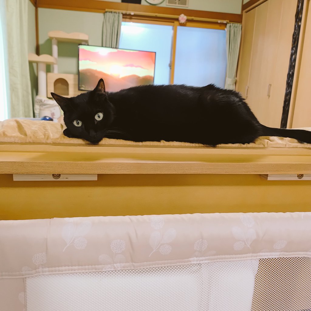 manny_253's tweet photo. 治療から3日
こんなに元気になるなんて！

副作用怖かったけど、抗癌剤してよかったと思う。普通に歩けるどころかジャンプもできた！何よりご飯が食べられるのが安心。

まだスープまでだけど、これからまた固形のご飯も食べられるようになるといいね(*´｀*)

#黒猫 #blackcat #抗癌剤治療 https://t.co/AYw7gpVGMD