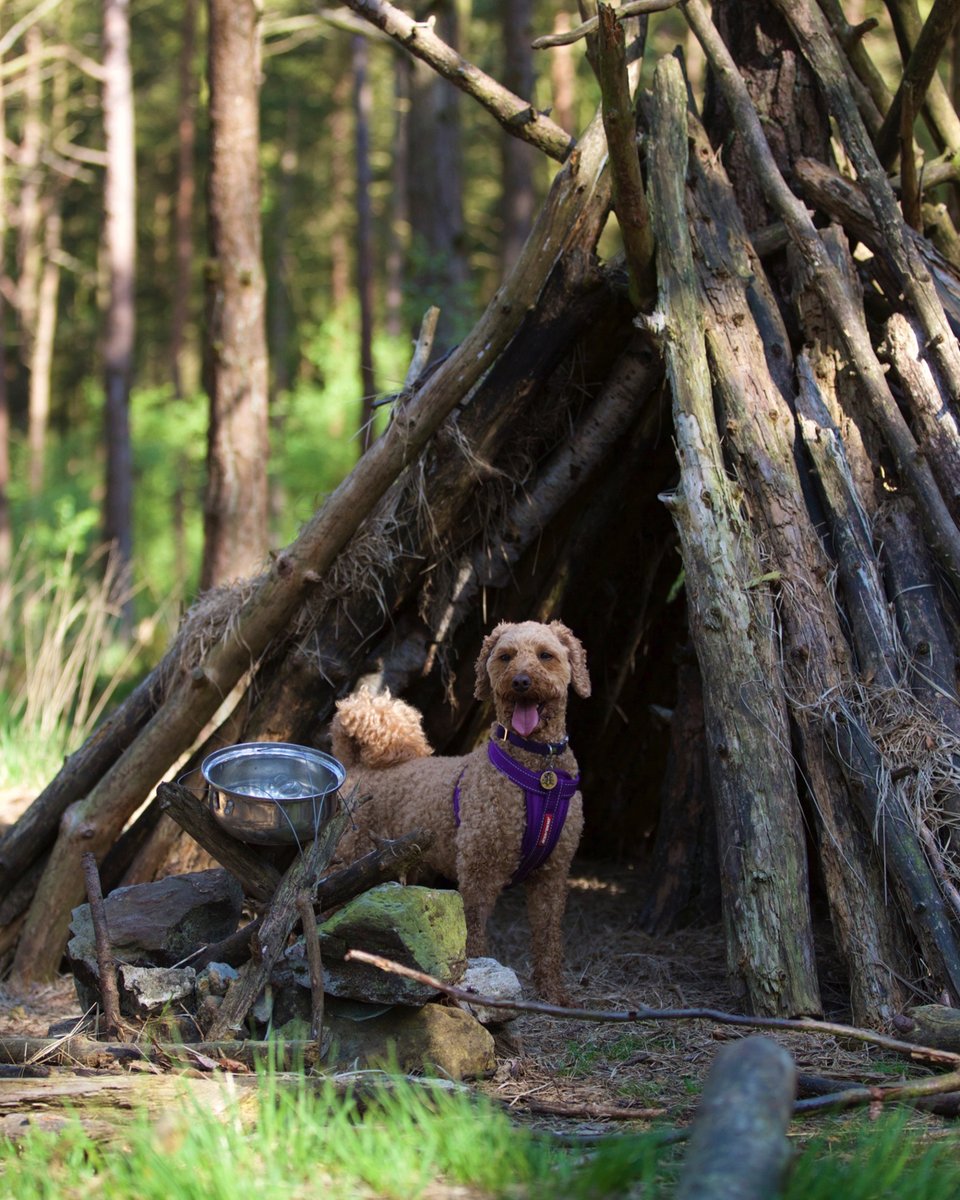 This is my new play pen with lots and lots of sticks 🌲 😅

📸 <a href="/honeyb_doodle/">HoneyB</a>

#ezydog #forest #winter #autumn #foraging #teepee #tree #wilderness