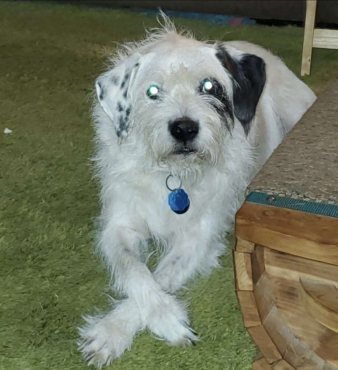 snorelord's tweet photo. Last night our family lost a great companion. R.I.P. Diesel. 😔 https://t.co/E35KOpXnJN