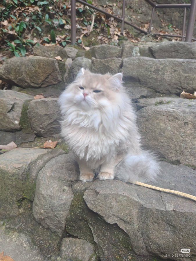 strange cat pictures tweet media