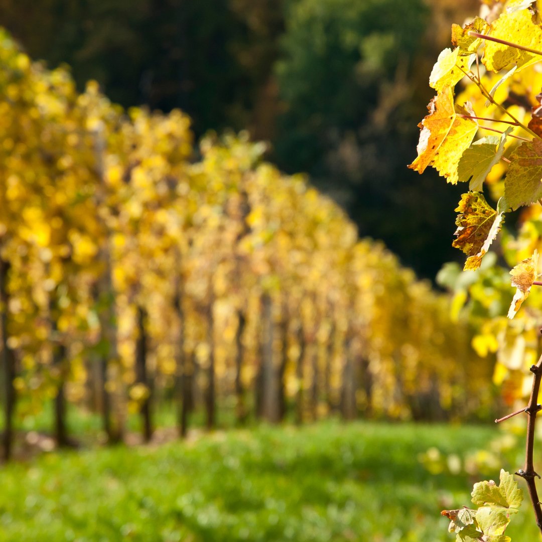 ¿Ya estás pensando en las Navidades? 🎄
¡No dejes que te sorprendan! Este año, sorprende a tus seres queridos con un regalo único: una experiencia de enoturismo🍾✨ ⤵️
bodegasvidular.es
#enoturismoencantabria