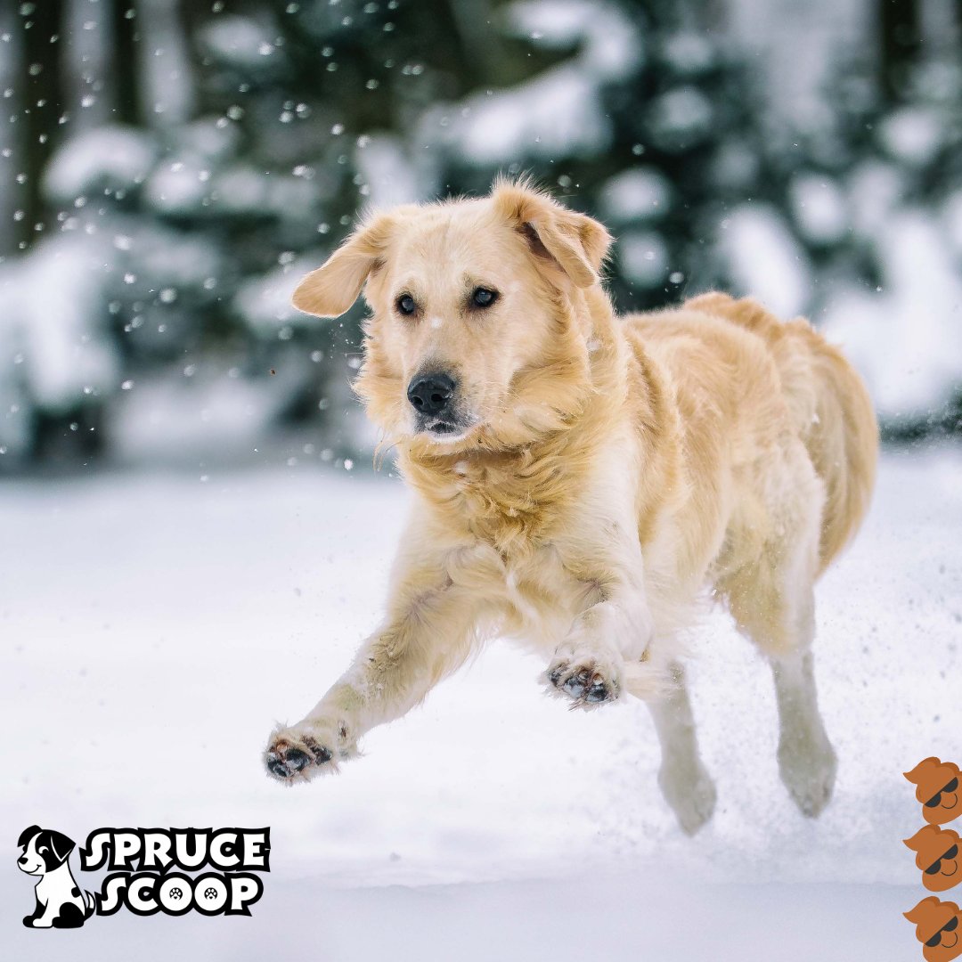 SpruceScoop's tweet image. ❄️ Snow hides dog poop, but spring will reveal the mess! 🐾 Don’t let frozen landmines catch you off guard. Keep your yard clean and safe this winter with Spruce Scoop. You relax—we’ll handle the dirty work! ⛄💩 Call now! #WinterDogs #PooperScooper #DogLovers