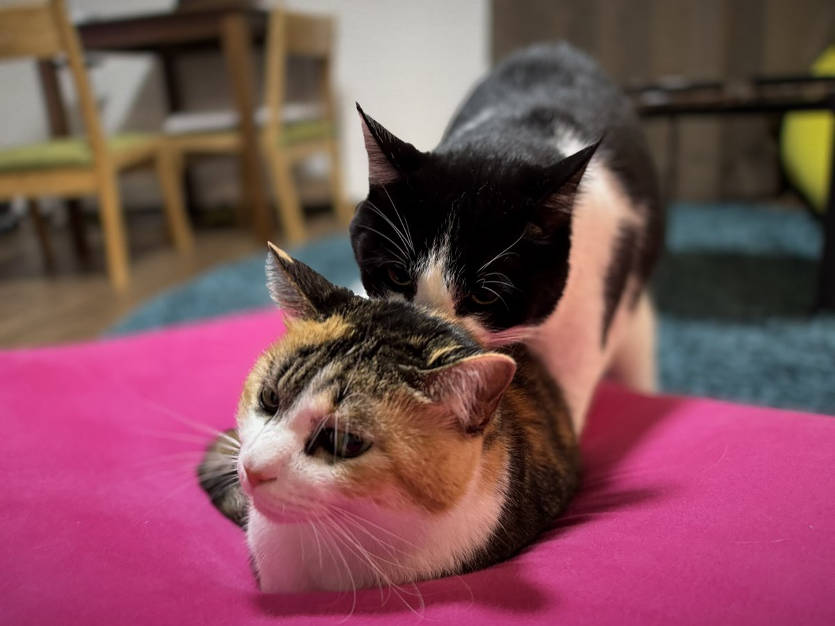 仲がいいやら悪いやら

#猫のいる暮らし
#三毛猫
#ハチワレ
