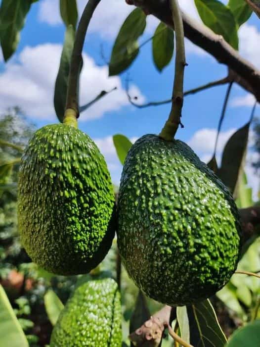 Akili za kesho tweet media