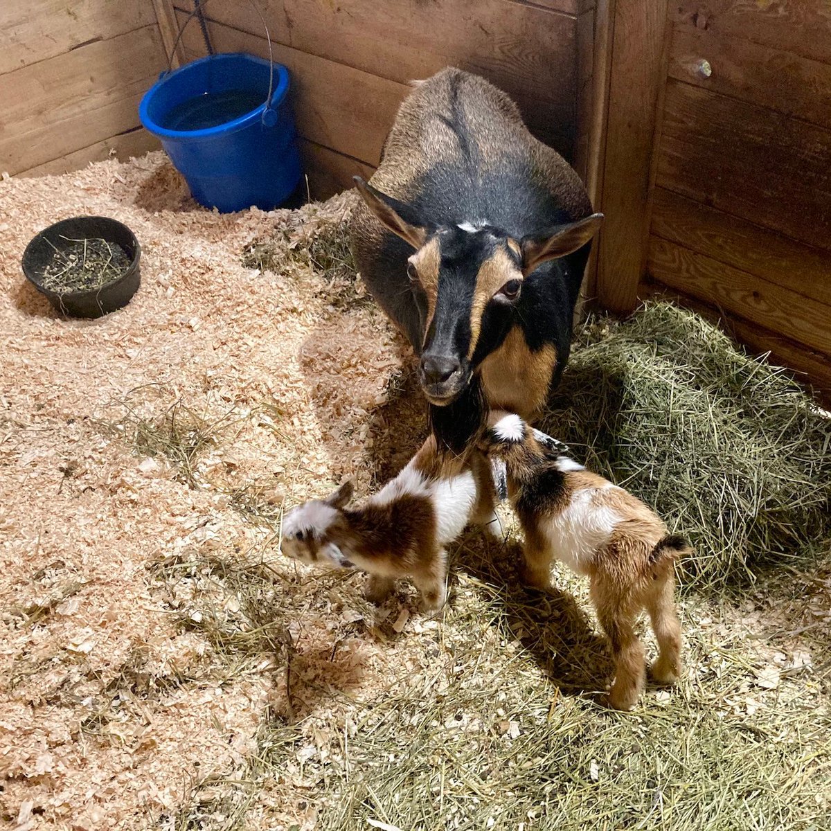 hawkridgefarm's tweet photo. Registered baby Nigerian Dwarfs make the GOAT present. 🎁 ♥️🐐💚🎄 Get on the Hawkridge Homestead waitlist for spring 2025 kidding season! 🐐 https://t.co/GtaqUBGBvU 

#babygoats #nigeriandwarf #dairy #goats https://t.co/PgIJfJn4EQ