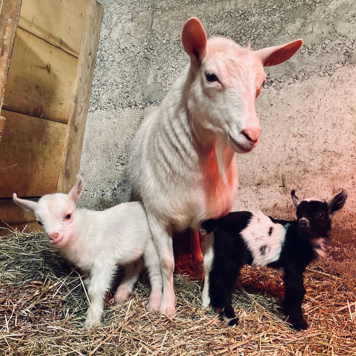 hawkridgefarm's tweet photo. Registered baby Nigerian Dwarfs make the GOAT present. 🎁 ♥️🐐💚🎄 Get on the Hawkridge Homestead waitlist for spring 2025 kidding season! 🐐 https://t.co/GtaqUBGBvU 

#babygoats #nigeriandwarf #dairy #goats https://t.co/PgIJfJn4EQ