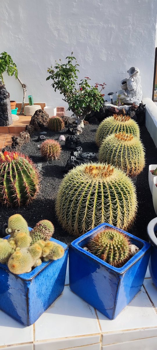 travelbeauty8's tweet photo. A lovely garden of catci that I came across on a walk in Lanzarote, Canary Island #Travel #catcus #travelphotography https://t.co/BswnhgG6yF