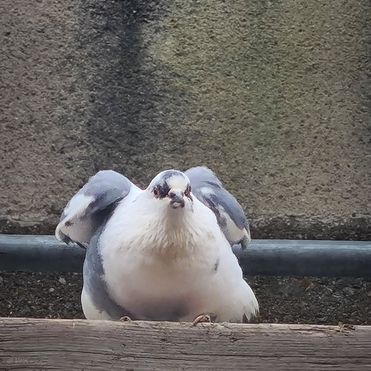 ValKphotos's tweet photo. Roux-Blanc est probablement mort 
Le jeune pigeon blessé, que j'essayais de protéger de nouveaux coup de pieds, aussi 
Mini-Roux est totalement trauma et "crie" au moindre geste 
Mais Nébé continue à braver le danger : sa marraine peut être fière ❤️‍🩹 https://t.co/jlRDgR2RAH