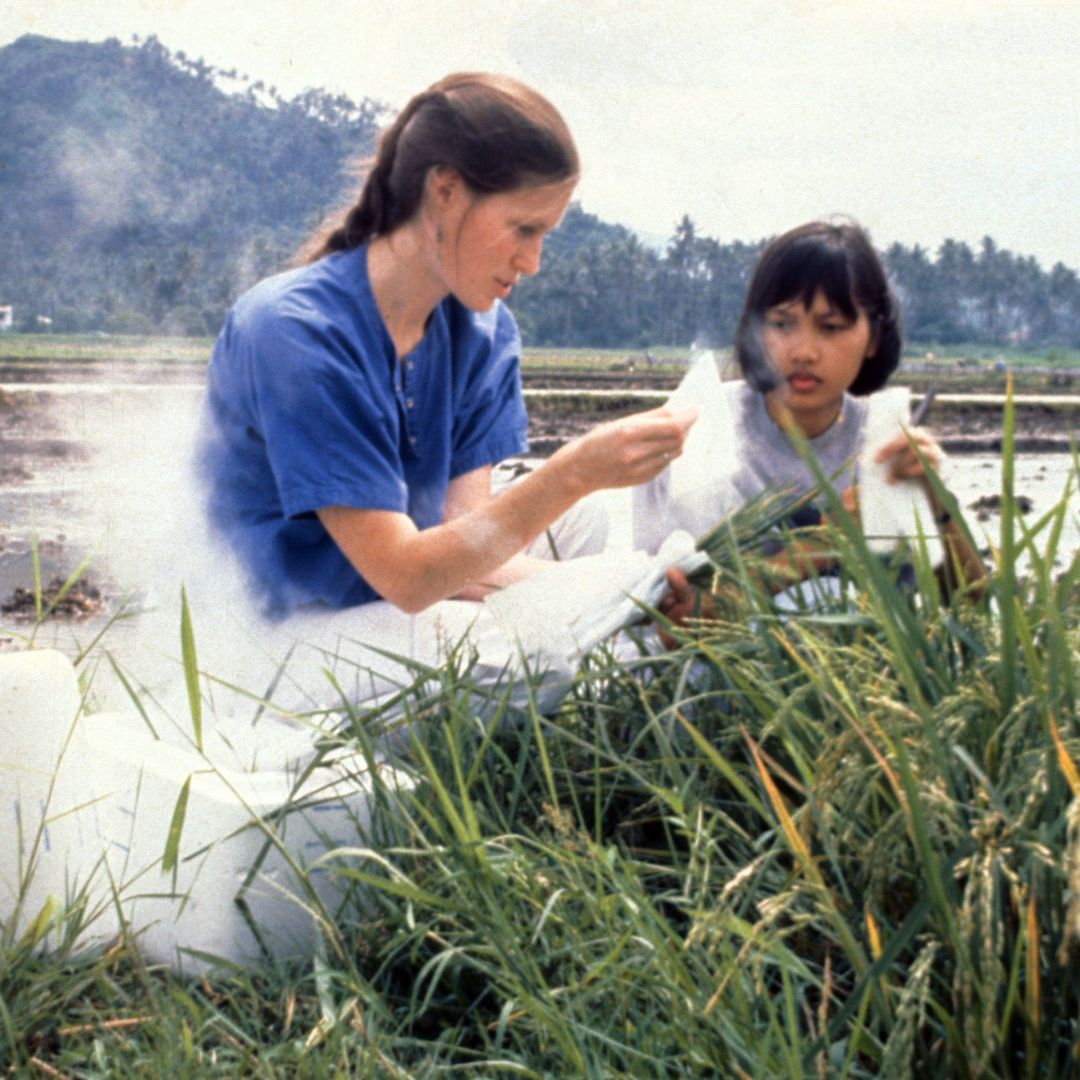 CropTrust's tweet photo. πΎ For mapping the #rice genome & advancing plant breeding, Dr. Susan McCouch is our Seed Hero this month! π±
Her work transforms agriculture, supports food security, & inspires women in science. π©βπ¬β¨
Read more: https://t.co/1mHI5OX7og
@irri @CornellCALS #BOLDcwr https://t.co/LFbOczgryl