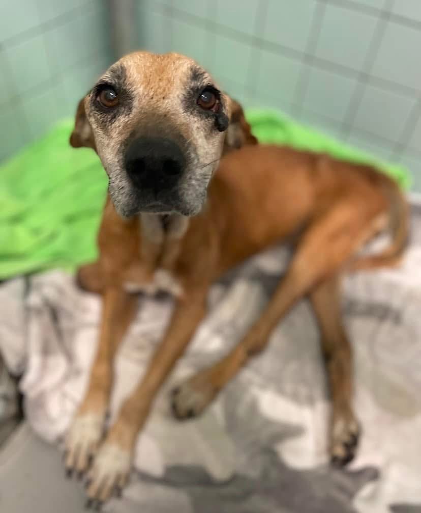 Lisa Brabson. tweet media