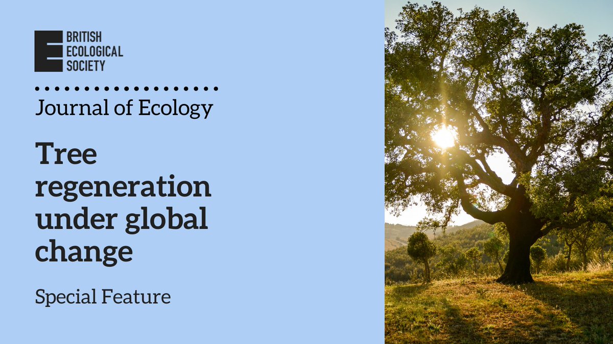 📢Call for proposals! Submit your manuscript proposal for our upcoming Special Feature:

The importance of #tree regeneration for maintaining mountain #forest #ecosystem services under global change

⏰17-Feb
🔗Full details &amp; how to submit: besjournals.onlinelibrary.wiley.com/hub/journal/13…