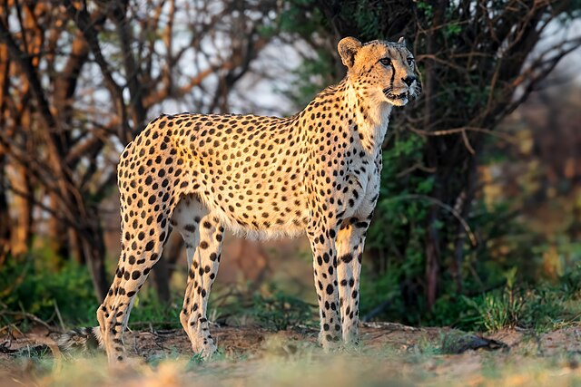 CorpusKV's tweet photo. Today we visit the animal kingdom for our words of 🇮🇳 Indian origin commonly used in English. Read on to find out where Cheetah and Mongoose got their names from 👇

CHEETAH: You know it as a large cat and the fastest land animal. The word "cheetah" is derived from the Hindi word cītā, which means "spotted one". This Hindi term itself originates from the Sanskrit word citra, meaning "variegated",  or "speckled". This describes the cheetah's distinctive coat, which features numerous black spots on a light background. The appearance of the cheetah influenced its name. In the past, the cheetah was often called "hunting leopard" because they could be tamed and used for coursing during hunting.

MONGOOSE: You know it as a small terrestrial carnivorous mammal that feeds on rodents, birds, reptiles, frogs, insects, and worms. Some species attack venomous snakes, as was popularised in Rudyard Kipling's The Jungle Book. The word "mongoose" originates from several Indian languages: Marathi muṅgūs, Sanskrit madguśa and Telegu muṅgisa; so clearly it has variations among various languages on the Indian subcontinent. The term entered English possibly via Portuguese mangusto. Despite having no actual connection to the word "goose", the English term was changed to this more familiar ending around the start of the 18th century due to popular usage. Thereafter it was spelled mungoose in the 18th and 19th centuries.

I don't know of any known fights between cheetahs and 
mongooses but do let me know if you are familiar with any 😀