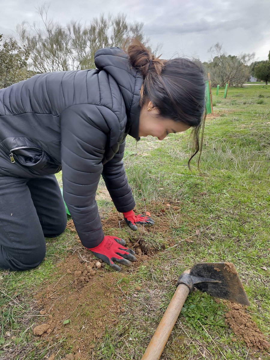 LIFETerraEurope's tweet photo. Amazing effort: 100 trees planted by 7 people in 2 hours! 💪🏼🌳

Congratulations to the employees of Saeta Yield, who made an amazing effort to plant, protect and tag 100 trees in Las Rozas, Madrid, in just two hours 🙌🏼

#ecosytemrestoration #treeplanting https://t.co/aqgybNXNlY