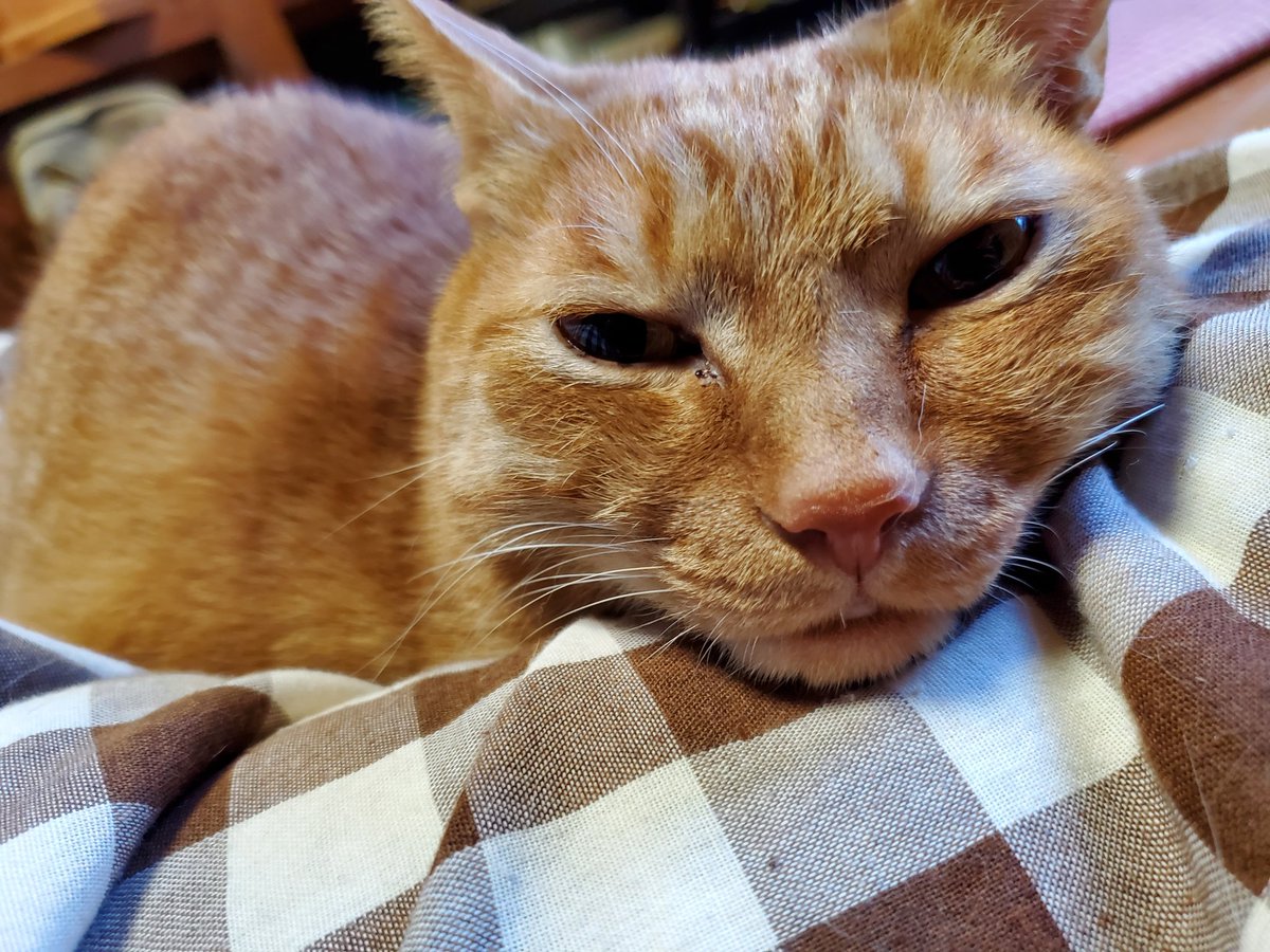 TakeHawk_31's tweet photo. プライベートでバタバタしておりましたがお仕事復帰いたします。

※実家のボス猫 https://t.co/mpSaIcwcx4