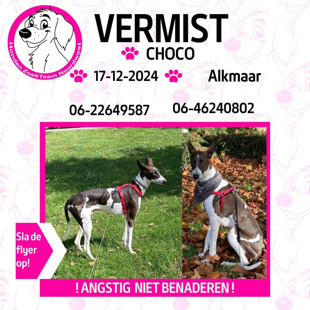 gala001ps's tweet image. We have been looking for our dog ‘Chocolate’ since yesterday 17th December at 21h. He escaped from a friend who was looking after him (nanny), as we are now in Spain.
 He disappeared in Alkmaar, Hoefplan.
#dog #lostdog #dogsearch #help #alkmaar #Netherlands #vermist #chocolate