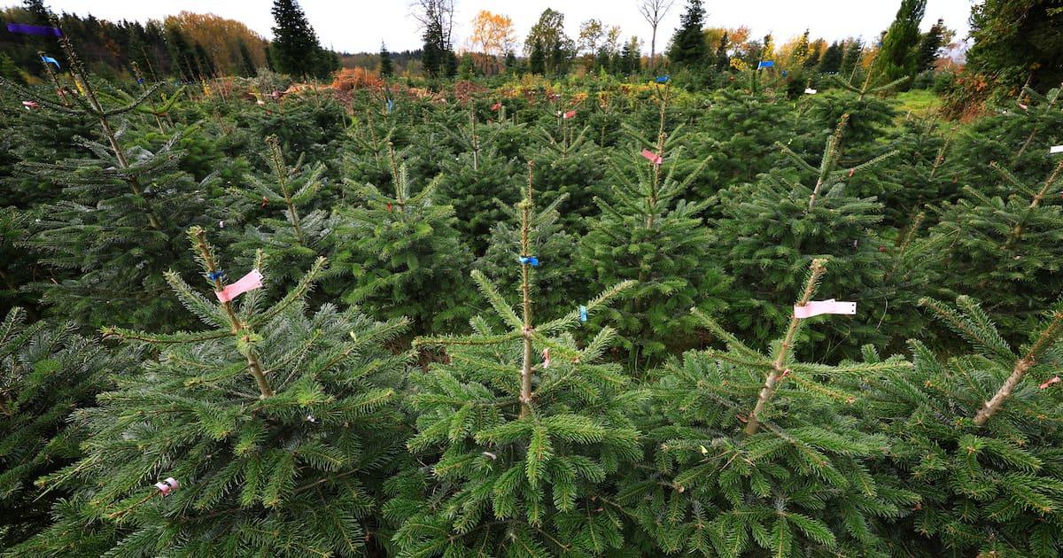 Weihnachtsbaum-Diebe immer dreister: 100 Tannenbäume in einer Nacht gestohlen maz-online.de/lokales/dahme-…