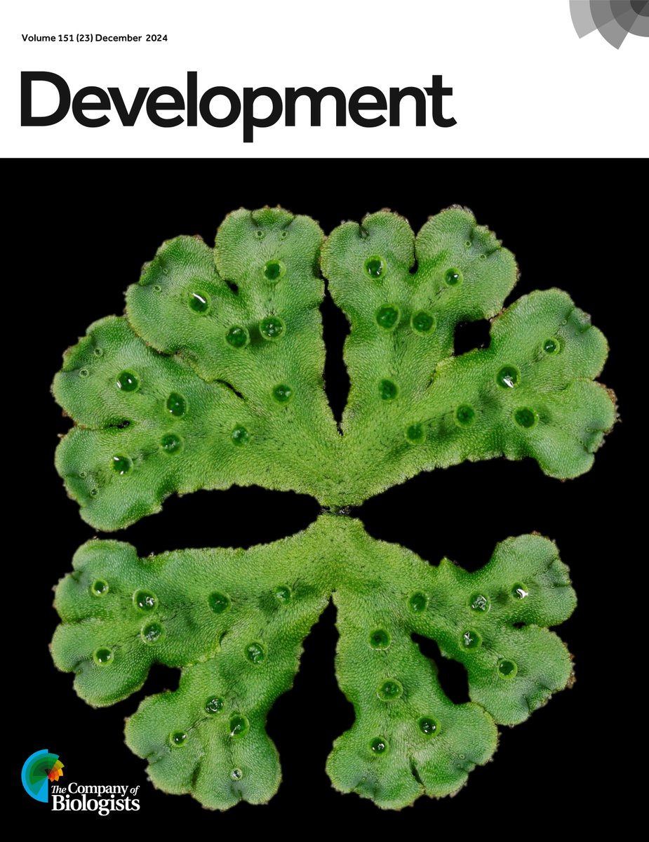 Development tweet media