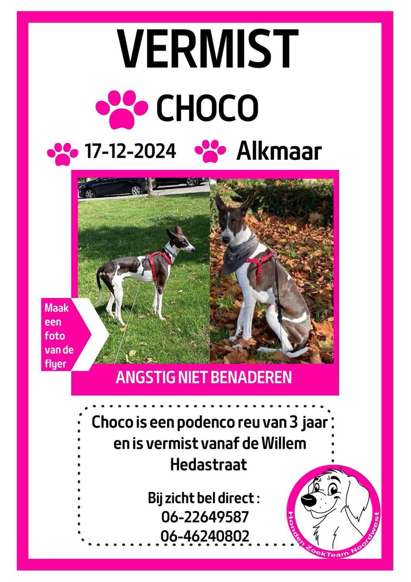 gala001ps's tweet image. We have been looking for our dog ‘Chocolate’ since yesterday 17th December at 21h. He escaped from a friend who was looking after him (nanny), as we are now in Spain.
 He disappeared in Alkmaar, Hoefplan.
#dog #lostdog #dogsearch #help #alkmaar #Netherlands #vermist #chocolate