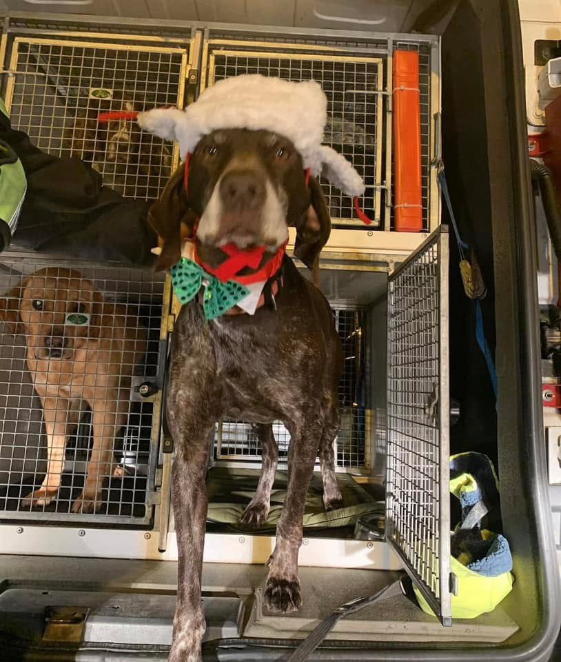 WagtailUK_dogs's tweet photo. Christmas Spirit! Wagtail ‘Live Body’ Detection Dogs Hercules & Don! #wagtail #wagtailuk #wagtailchristmas #wagtaildetectiondogs #snifferdogs #labrador #pointer #dogswithjobs #usethebest https://t.co/olMZloTgxo