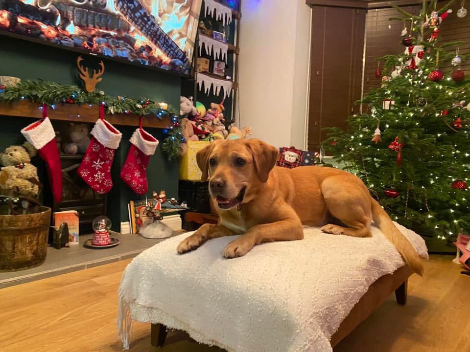 WagtailUK_dogs's tweet photo. Christmas Spirit! Wagtail ‘Live Body’ Detection Dogs Hercules & Don! #wagtail #wagtailuk #wagtailchristmas #wagtaildetectiondogs #snifferdogs #labrador #pointer #dogswithjobs #usethebest https://t.co/olMZloTgxo