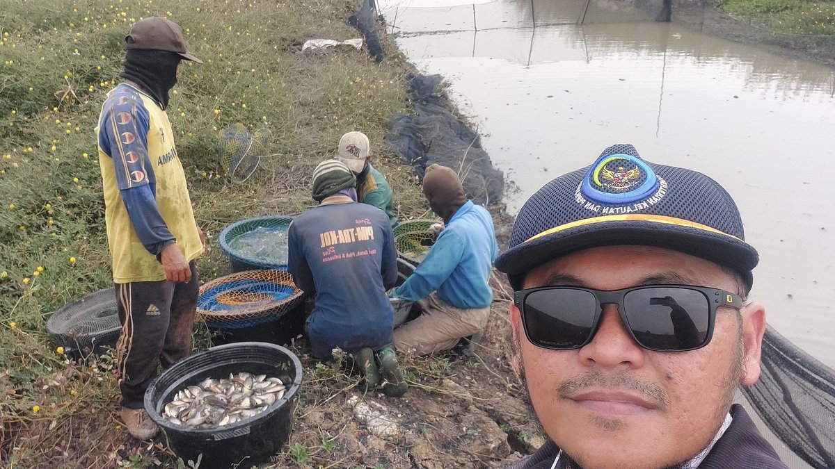 Wahyudi_Luhkan's tweet photo. Rabu (18/12), Wahyudi Rachman, Luhkan Kab.HSU, di KUB Asa Tamara, Ds.Pajukungan Hilir, melaporkan hasil tangkapan Ikan Sepat Siam menggunakan rempa, sebanyak 38,3Kg, dgn harga jual Rp26.000/kg
#GiatLuhkanSatminkalBWI #HuluSU #tangkap
#Luhlapor @bppp_banyuwangi https://t.co/PMpWxcXDVa