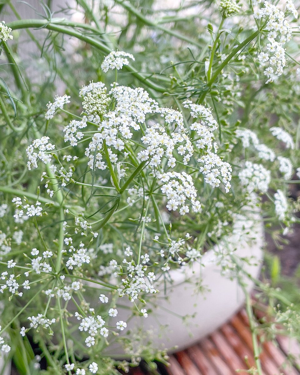 Nog kerstcadeautjes nodig? Geef een vaste plant cadeau! Een geschenk dat elk jaar groeit. 🎁✨ im.nu/X5vE7m #Tuincadeaus #GroeiendGeluk #Carum #VastePlanten #PerennialPower