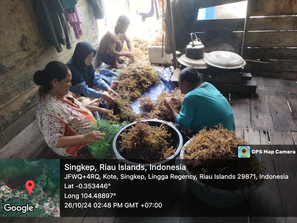 MegaTania17's tweet photo. Sabtu (26/10) Mega Tania, Luhkan Kab Lingga, di Pokdakan Biru Laut Ds Pelakak, Tradisional, sbyk 700kg, luas  lahan 1800 m2, lama pemeliharaan 2 bln harga jual Rp 10000/kg 
#GiatLuhkanSatminkalMedan #Lingga #Rumputlaut
@bppsdm_kp
@kkpgoid
@pusluhkp
@bppsdm_bp3medan
@BASRIBOSBAS https://t.co/CmLNjtmqAP