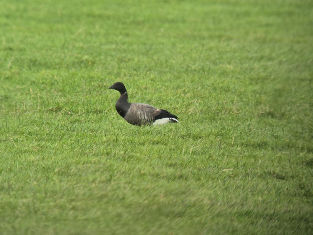 Dark-bellied Brent Goose. Belvoir Lakes, Leics. @birdguides