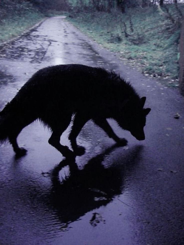 Wolves_Lair's tweet image. Reflect